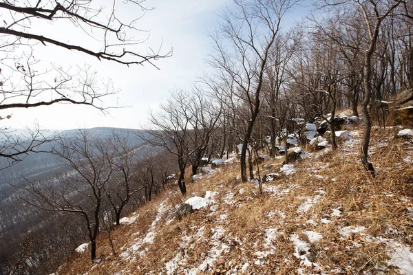 Leopard Land National Park Beautiful View Snowy Valley Height Leopard — Stock Photo, Image