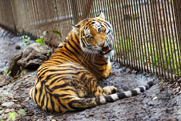 Amurera Tigern Fångenskap Den Mogna Morrande Amur Tigern Ligger Vid — Stockfoto