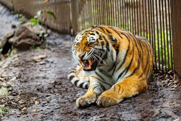 Амурський Тигр Полоні Зрілий Ричання Амурського Тигра Лежить Високих Міцних — стокове фото
