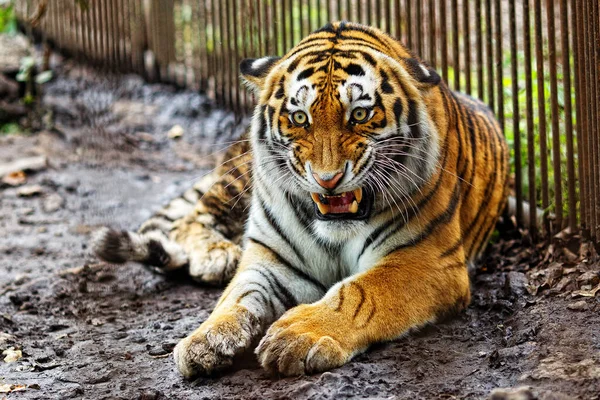 Amurera Tigern Fångenskap Den Mogna Morrande Amur Tigern Ligger Vid — Stockfoto