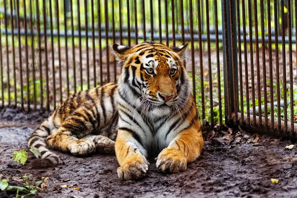 Amurera Tigern Fångenskap Den Mogna Morrande Amur Tigern Ligger Vid — Stockfoto