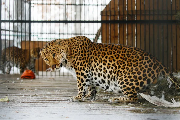 Далекосхідний Леопард Неволі Красивий Дорослий Далекосхідний Леопард Сидить Клітці — стокове фото