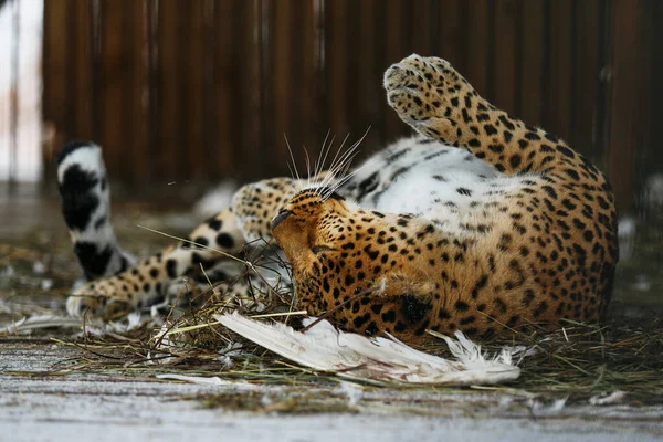 Fjärran Österns Leopard Fångenskap Vacker Vuxen Far Eastern Leopard Bur — Stockfoto