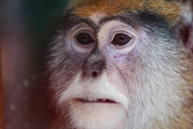 Yakın plan. Üzgün maymun kameraya bakıyor. Komik maymun üzgün gözlerle uzaklara bakıyor..
