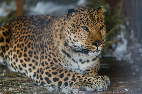 Far Eastern leopard in captivity. A beautiful adult Far Eastern leopard is in a cage.