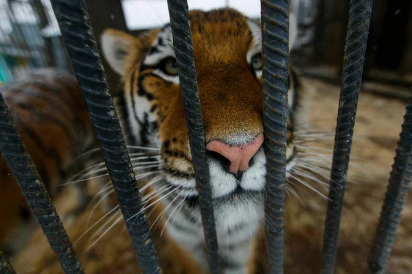 Amurera Tigern Fångenskap Stor Vacker Amur Tiger Går Längs Buren — Stockfoto