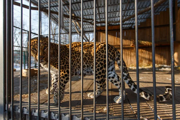 Far Eastern leopard in captivity. A beautiful adult Far Eastern leopard is in a cage.