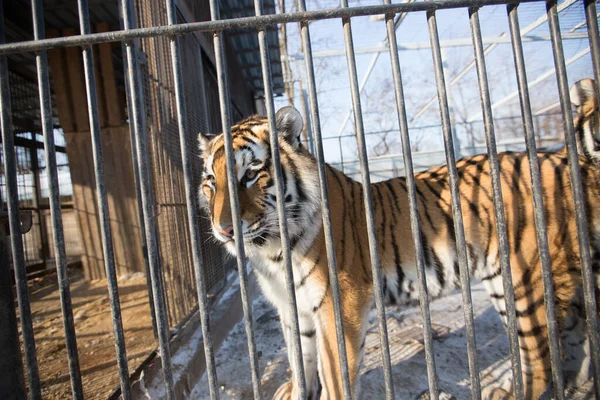 Amurera Tigern Fångenskap Stor Vacker Amur Tiger Går Längs Buren — Stockfoto