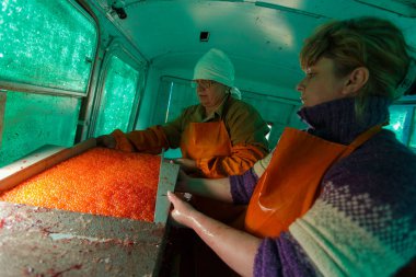 2015 yazında, Barabash, Primorsky bölgesinde, ormandaki karanlık bir karavanda bir kadın kırmızı havyarı balık havuzundan büyük bir havuza çekiyor. Kırmızı oyunun Chum 'dan çıkarılması.