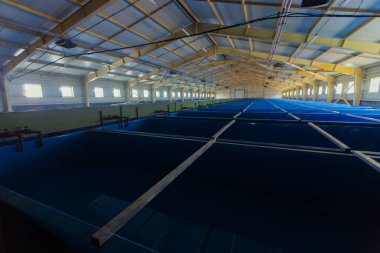 Rusya 'nın uzak doğusunda balık üretim fabrikası. Primorsky bölgesinde Uzak Doğu balık yemi yetiştirmek için tanklarla dolu büyük bir atölye.