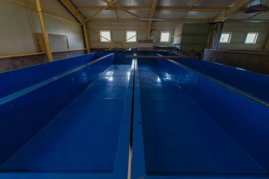 Rusya 'nın uzak doğusunda balık üretim fabrikası. Primorsky bölgesinde Uzak Doğu balık yemi yetiştirmek için tanklarla dolu büyük bir atölye.