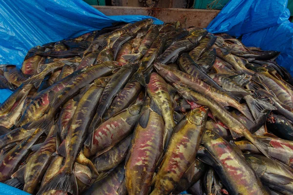Рыбный Инкубаторий Мёртвый Дальневосточный Лосось Лежит Большой Куче Улице Рядом — стоковое фото