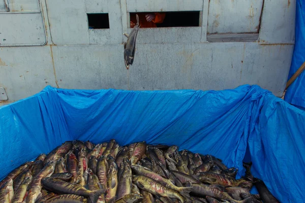 Рыбный Инкубаторий Мёртвый Дальневосточный Лосось Лежит Большой Куче Улице Рядом — стоковое фото