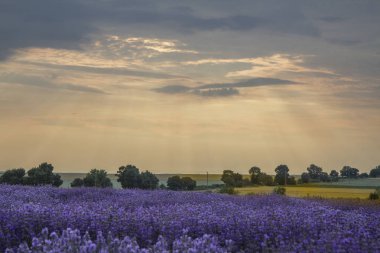 Lavanta alan, yatay, günbatımında çarpıcı