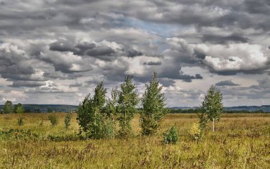 Huş ağaçları fırtına bulutları bir alana