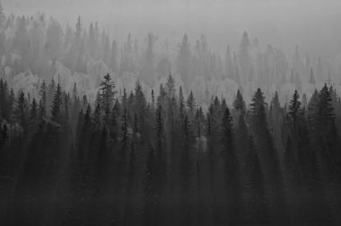 Kış ormanının arka plan bulanık siste