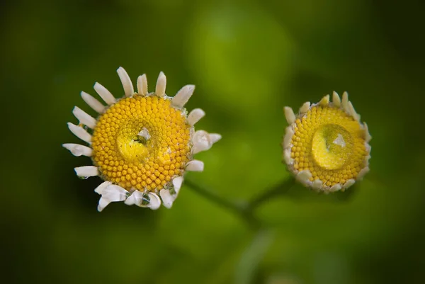 Stokrotka kwiat bliska kroplą rosy — Zdjęcie stockowe