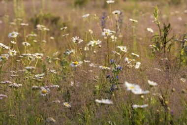 sarı çim bir arka plan karşı bir arka ışıkte çiy papatya