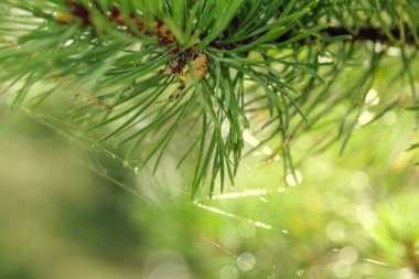 iğneler ve bir örümcek ağı ile şube