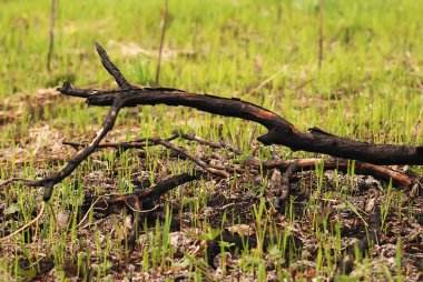 kömürleşmiş ağaç dalı renkli turuncu