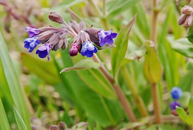 lungwort çiçekleri