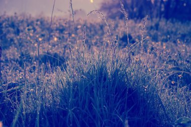 şafak ışık renkli menekşe içinde çiy çayır