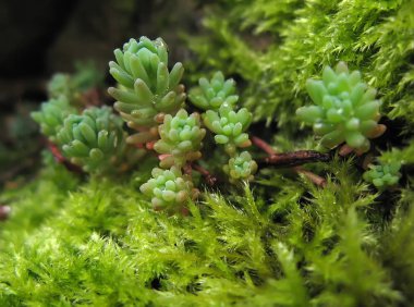 yosun arka plan karşı yeşil sulu bitki