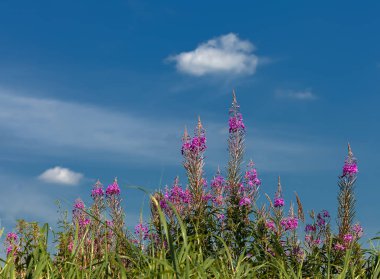 bulutlar ile mavi bir gökyüzüne karşı bir çayır üzerinde çiçekli söğüt-çay
