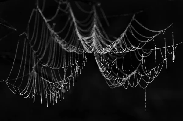 Spinnweben Tau Auf Schwarzem Hintergrund — Stockfoto