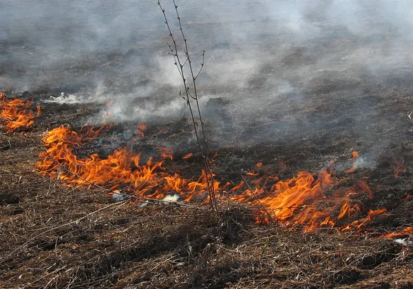 Δασικές Πυρκαγιές Καίει Ξηρό Γρασίδι — Φωτογραφία Αρχείου
