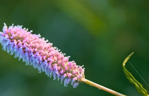 pink flower plantain on a green blurred background