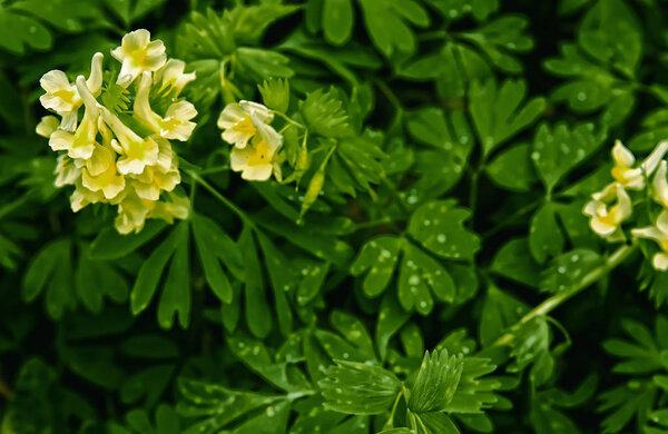 yellow antirrhinum with leafs tinted green