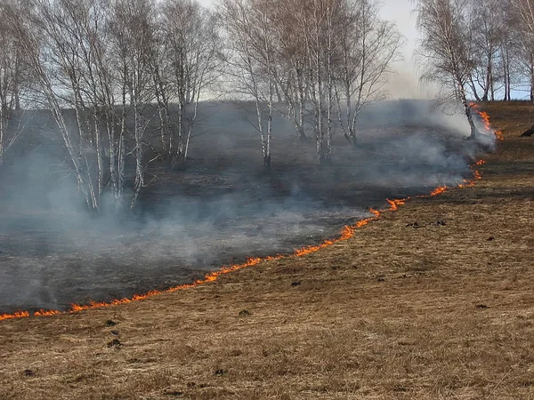 Лісова пожежа горить суху траву Стокове Фото