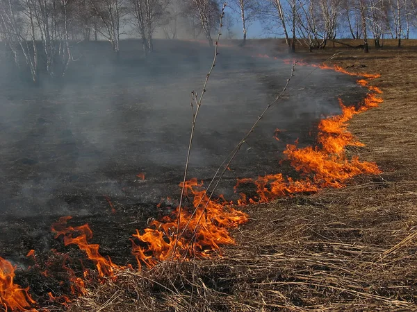 Лісова Пожежа Горить Суху Траву Ліцензійні Стокові Зображення