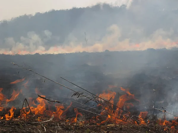 Лісова Пожежа Горить Суху Траву Стокове Фото