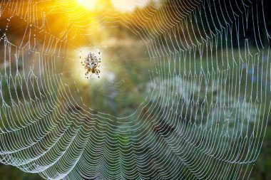 Web erken sabah soya üretimi için bekleyen örümcek