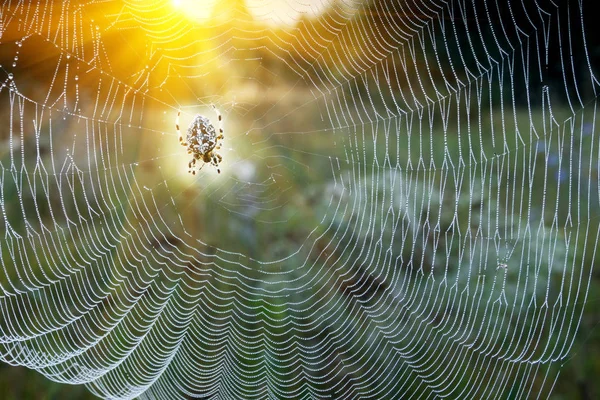 Spinne im Netz am frühen Morgen wartet auf Sojaproduktion — Stockfoto