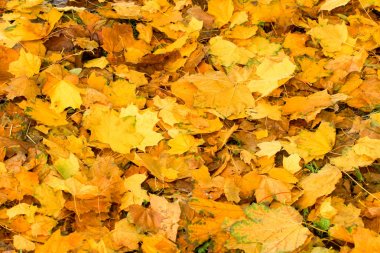 Renkli arka plan görüntüsü düşen sonbahar yaprakları, Sonbahar sıcak.