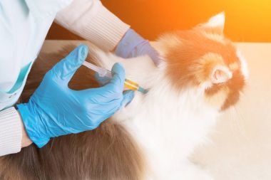 Veteriner kedi vaccinates. Aşı hayvanların. Kopya alanı.