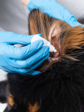 Tıp hasta bir köpek kulak damlayan veteriner Doktor. Tedavi Köpekler veteriner var.