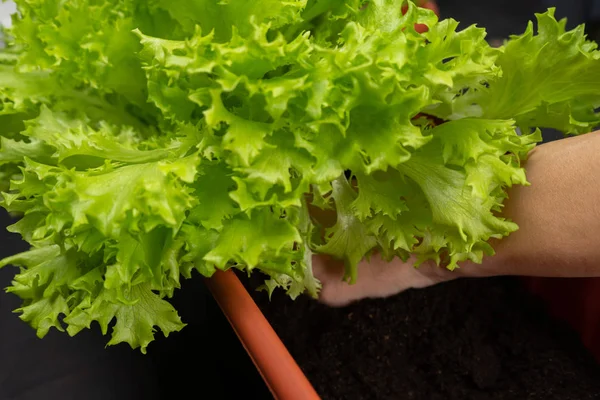 Salat zu Hause im Topf am Fenster anbauen. das Mädchen pflanzte einen Salat in einen Topf. Selektiver Fokus. — Stockfoto
