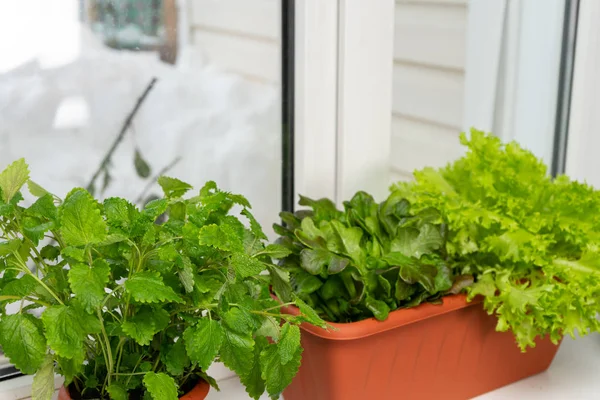 Growing lettuce at home in a pot on a window. Selective focus. — Stock Photo, Image