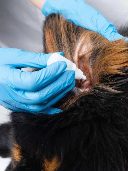 Veterinární lékař lék kape do uší nemocného psa. Léčba psů mají veterináři. — Stock fotografie