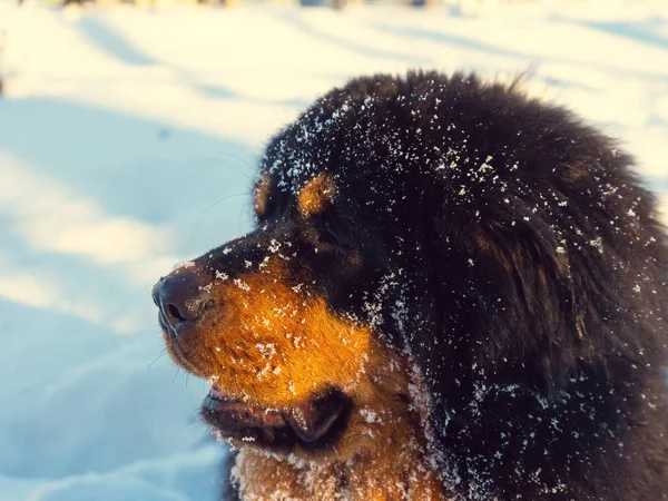 맑은 겨울 날에 티벳 마스 티 프의 초상화. 겨울에 개. — 스톡 사진