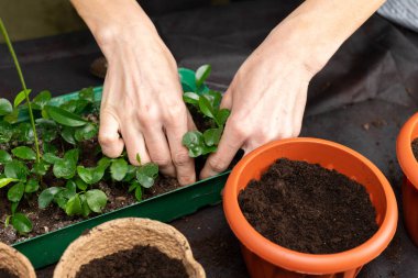 Kız fidan plastik kaplarda bitkiler. Büyüyen fidan.
