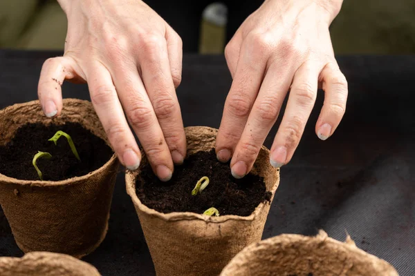 Niña planta plántulas en macetas de turba. Cultivo de plántulas . — Foto de Stock