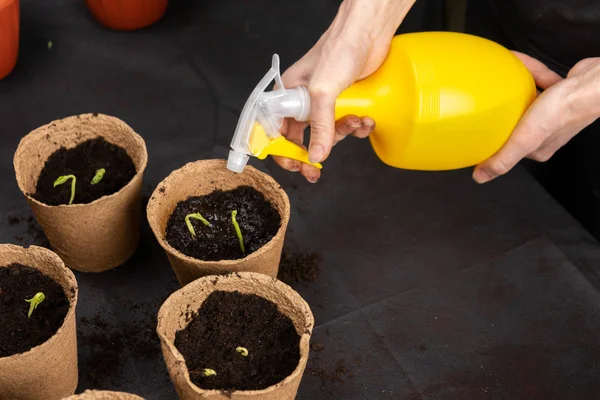 Ragazza annaffiando piantine piantate in vasi di torba. Piantine in crescita . — Foto Stock