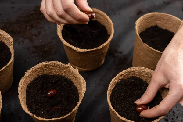 La ragazza piantò semi di Litchi chinensis in vasi di torba per piantare piantine. Piantine in crescita . — Foto Stock