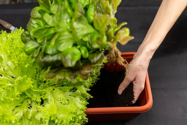 Growing salad at home in a pot on the window. The girl planted a salad in a pot. Selective focus. — Stock Photo, Image