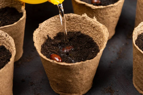 Niña riego litchi chinensis semillas plantadas en macetas de turba para el cultivo de plántulas. Cultivo de plántulas — Foto de Stock